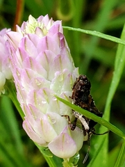 Merocoris distinctus