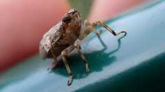 Issus coleoptratus