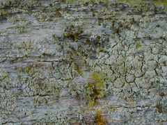 Chaenotheca chlorella