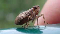 Issus coleoptratus