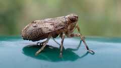 Issus coleoptratus