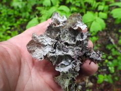 Platismatia norvegica