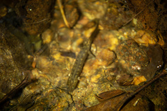 Desmognathus marmoratus