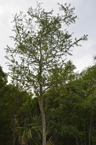 Image of Parmentiera aculeata by (c) Tereso Hernández Morales, some rights reserved (CC BY)