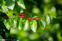 Cissus biformifolia