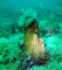 Solenastrea hyades