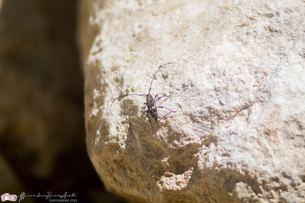 Colobothea sexualis