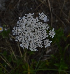 Daucus carota
