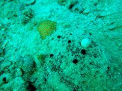 Spongia tubulifera