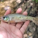 Southern Striped Shiner - Photo (c) Robert Dobbs, some rights reserved (CC BY-NC), uploaded by Robert Dobbs