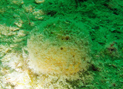 Cinachyrella