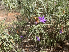 Eremophila gilesii