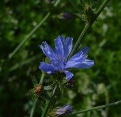 Cichorium intybus