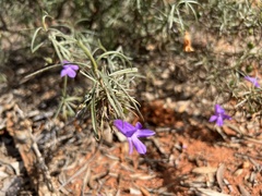 Eremophila gilesii