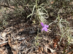 Eremophila gilesii