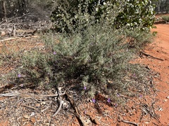 Eremophila gilesii