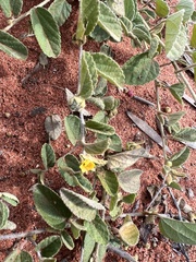 Melhania oblongifolia