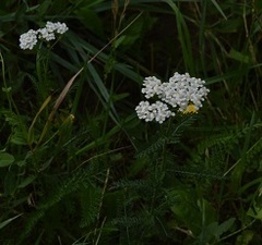 Achillea millefolium