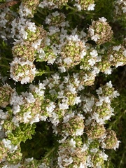 Thymus carnosus