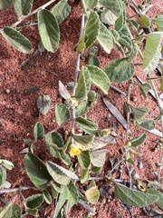 Melhania oblongifolia