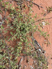 Melhania oblongifolia