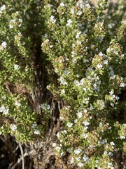 Thymus carnosus