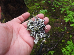Platismatia norvegica