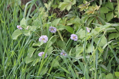 Lycianthes dejecta