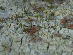 Chaenotheca chlorella