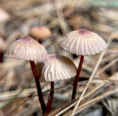 Marasmius pulcherripes