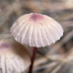 Marasmius pulcherripes