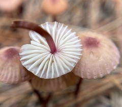 Marasmius pulcherripes