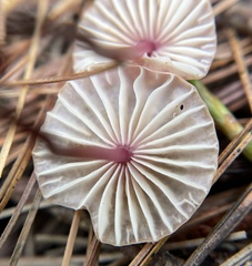 Marasmius pulcherripes
