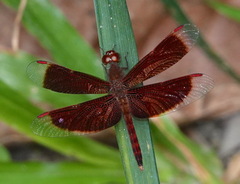 Neurothemis fluctuans