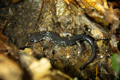Plethodon shermani