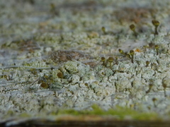 Chaenotheca chlorella