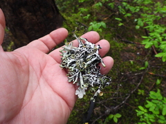 Platismatia norvegica