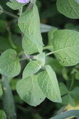Lycianthes dejecta