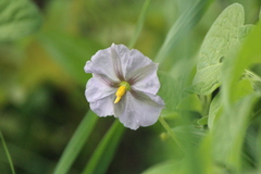 Lycianthes dejecta