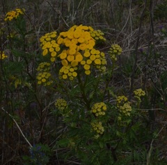 Tanacetum vulgare