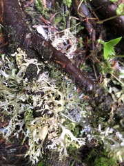 Tuckermanopsis subalpina