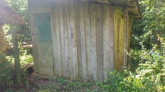 Chaenotheca chlorella