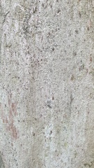 Chaenotheca chlorella