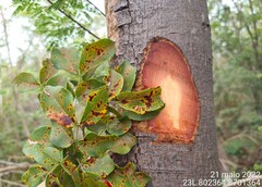 Diptychandra aurantiaca epunctata