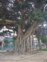 Ficus macrophylla