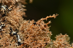 Opegrapha sphaerophoricola