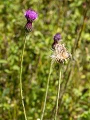Cirsium tuberosum