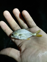 Trachinotus carolinus