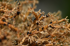 Opegrapha sphaerophoricola