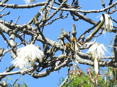 Pseudobombax grandiflorum